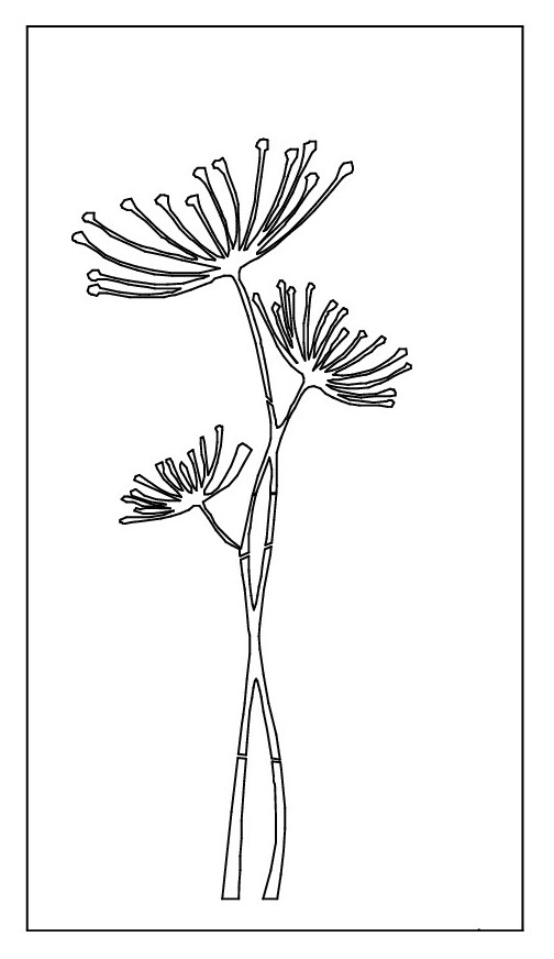 Sichtschutz Motiv: Agapanthus / Schmucklilie